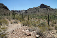 Sonoran Collared Lizard habitat