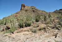 Sonoran Collared Lizard habitat