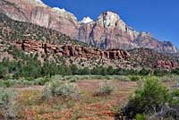 Plateau Tiger Whiptail habitat