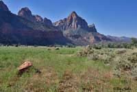 Plateau Tiger Whiptail habitat