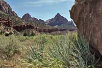 Plateau Fence Lizard habitat