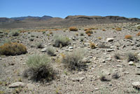 Great Basin Rattlesnake habitat