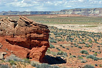 Plateau Side-blotched Lizard habitat