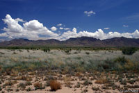 Texas Horned Lizard habitat