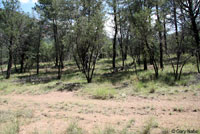 Hernandez's Short-horned Lizard habitat