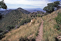 Hernandez's Short-horned Lizard habitat