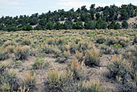 Salt Lake Valley Short-horned Lizard habitat