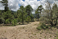 Plateau Fence Lizard habitat