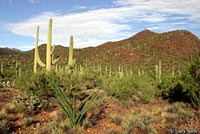 Tucson Banded Gecko habitat