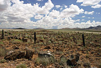 New Mexico Crevice Spiny Lizard habitat