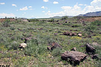 New Mexico Crevice Spiny Lizard habitat