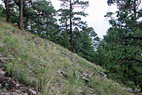 Slevin's Bunchgrass Lizard habitat