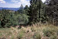 Slevin's Bunchgrass Lizard habitat