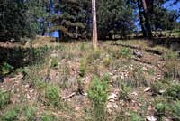 Slevin's Bunchgrass Lizard habitat