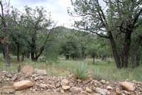 Striped Plateau Lizard habitat