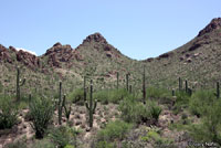 Regal Horned Lizard habitat