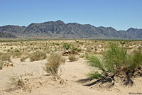 Goode's Desert Horned Lizard habitat