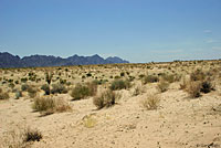 Yuman Desert Fringe-toed Lizard habitat