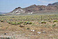 Northern Side-blotched Lizard Habitat