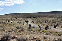 Northern Side-blotched Lizard Habitat