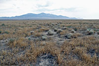 Northern Side-blotched Lizard Habitat