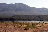 Eastern Side-blotched Lizard habitat