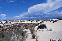 Bleached Earless Lizard habitat