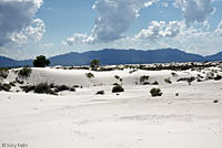 Bleached Earless Lizard habitat