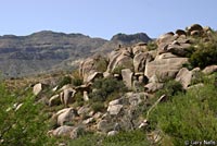 Reticulate Gila Monster habitat