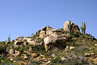 Tucson Banded Gecko habitat