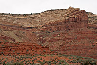 Desert Night Lizard habitat