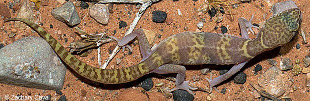 Tucson Banded Gecko