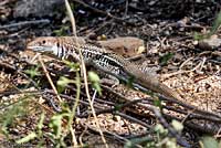 Giant Spotted Whiptail 