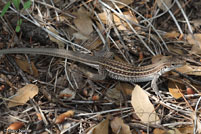 Gila Spotted Whiptail