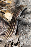 Gila Spotted Whiptail