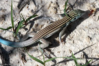 Little White Whiptail