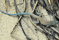 little white whiptail