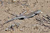 New Mexico Whiptail