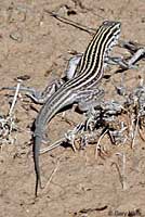 New Mexico Whiptail