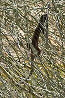 New Mexico Whiptail