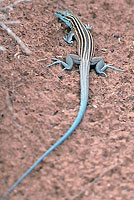 pai striped whiptail