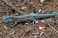 Lizard