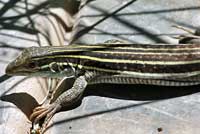 xSonoran Spotted Whiptail