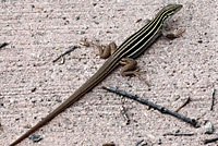 sonoran spotted whiptail