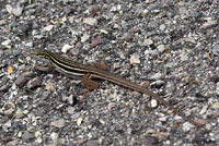 Sonoran Spotted Whiptail