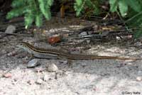 Sonoran Spotted Whiptail