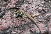 Sonoran Spotted Whiptail