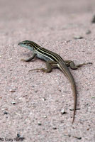 Sonoran Spotted Whiptail