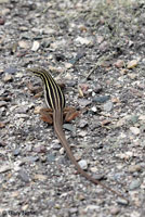 Sonoran Spotted Whiptail