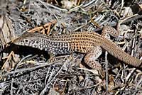 Plateau Tiger Whiptail